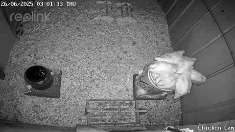 Millar Time Chicken Cam