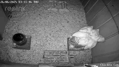Millar Time Chicken Cam