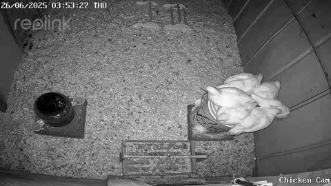 Millar Time Chicken Cam