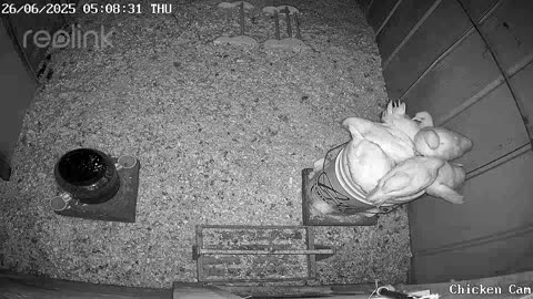 Millar Time Chicken Cam