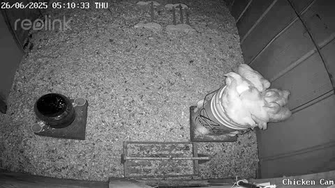 Millar Time Chicken Cam