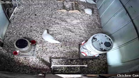 Millar Time Chicken Cam