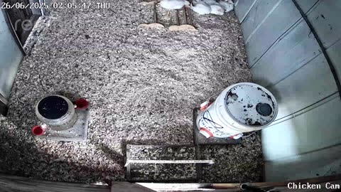 Millar Time Chicken Cam