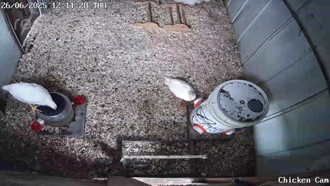 Millar Time Chicken Cam