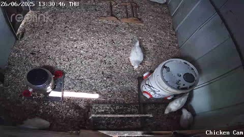 Millar Time Chicken Cam