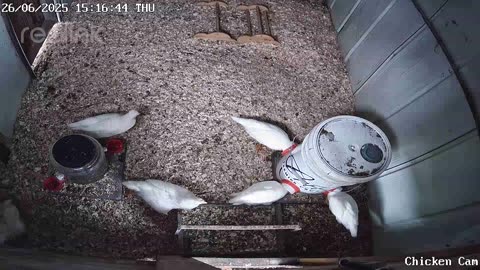 Millar Time Chicken Cam