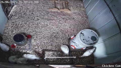 Millar Time Chicken Cam