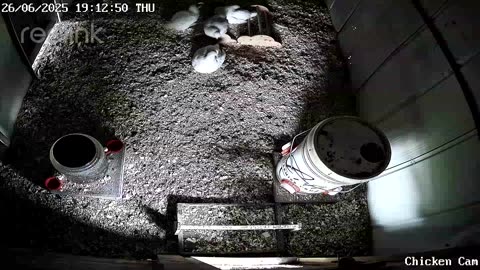 Millar Time Chicken Cam