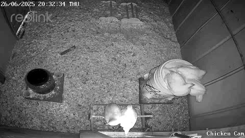 Millar Time Chicken Cam