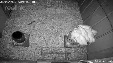 Millar Time Chicken Cam