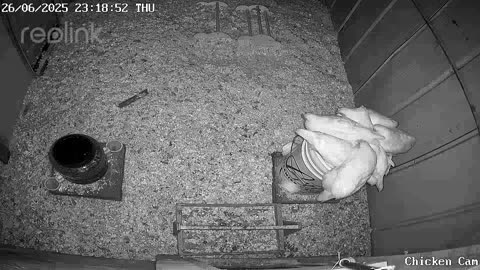 Millar Time Chicken Cam