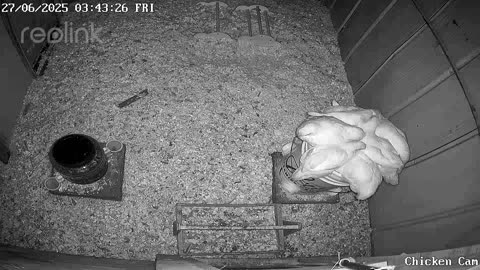 Millar Time Chicken Cam