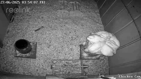 Millar Time Chicken Cam