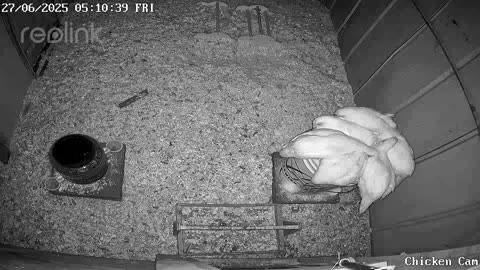 Millar Time Chicken Cam