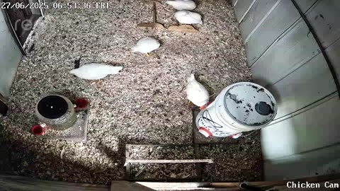 Millar Time Chicken Cam