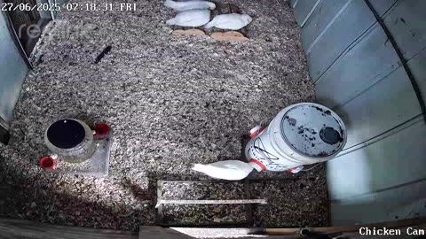 Millar Time Chicken Cam