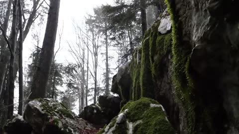 Relaxing Sound of Rain and Wind in Forest 2 Hours