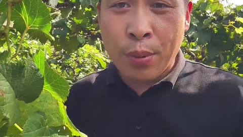 葡萄打头打得好，明年高产少不了#果树种植 #果园管理 #果树管理 #葡萄种植 #果树施肥