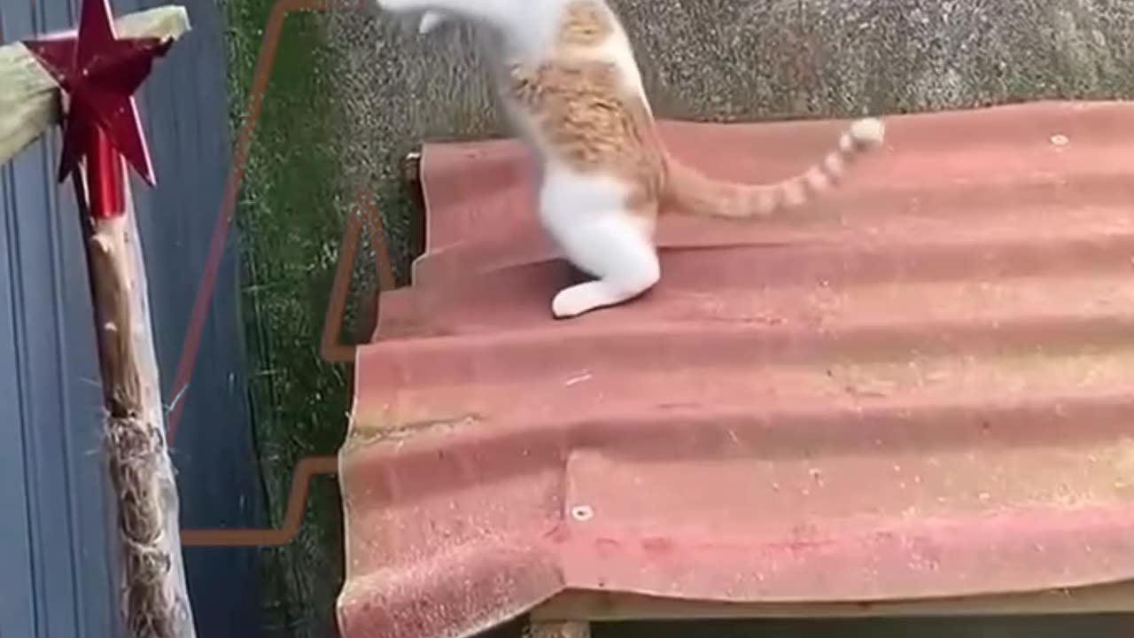 Funny animals video