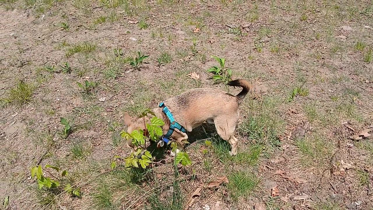 Busters Island Adventure