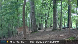The Woods – 05/19/2025