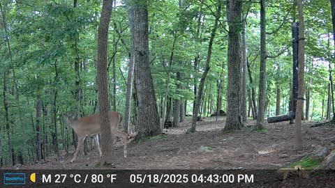 The Woods – 05/19/2025