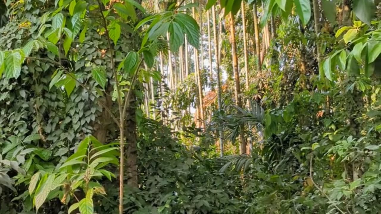 Ancient Remedies: Nature's Healing Power