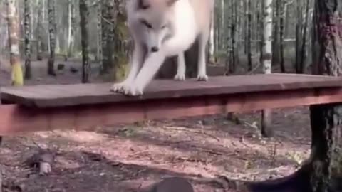 🐺🏃‍♂️ Wolf on the Move | FunFM