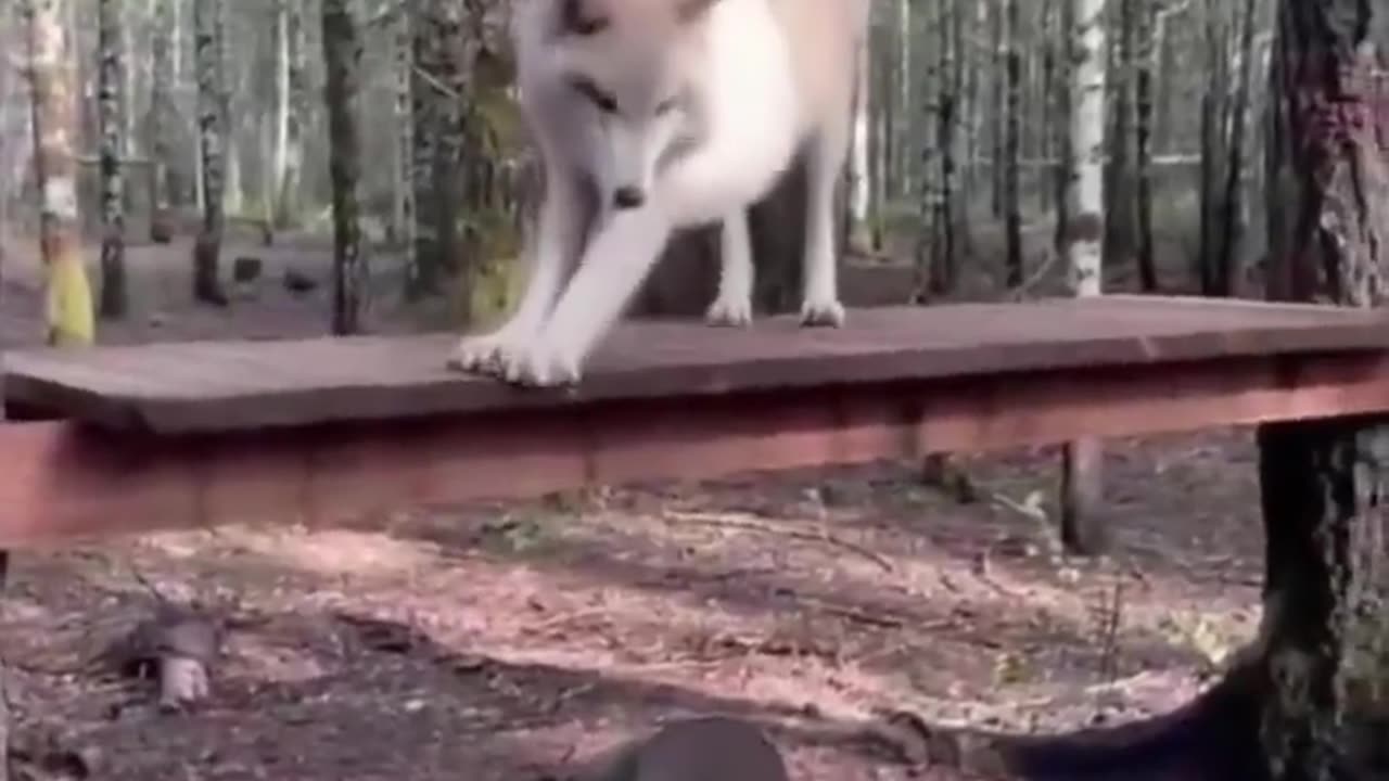 🐺🏃‍♂️ Wolf on the Move | FunFM