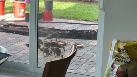 Becoming a Duck Farmer