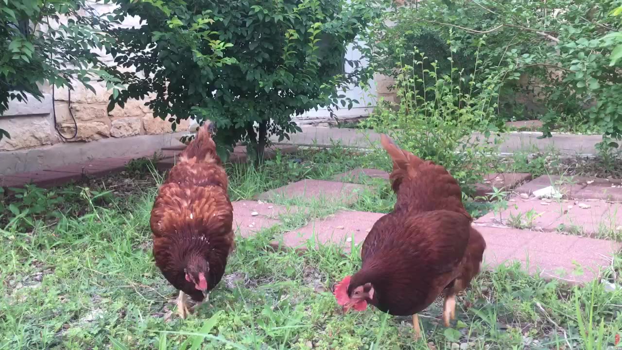 2 years old hen, it stop laying eggs, have a lot of fun.