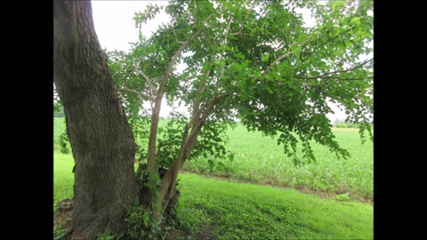 Medicinal Fruit Tree Mulberry Tree August 2024