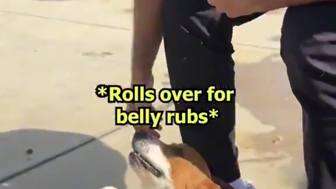 1 Day With A Dog