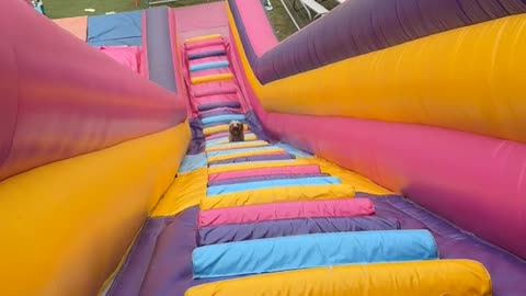 Puppy Plays On Giant Inflatable Slide