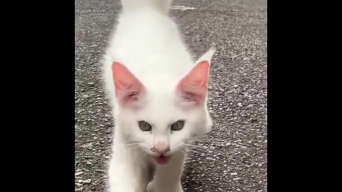Cats Being Cats: Funny Compilation You’ll Want to Share!