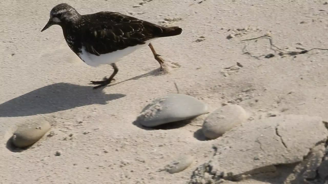 Bird eating bugs in seaweed at the beach.
