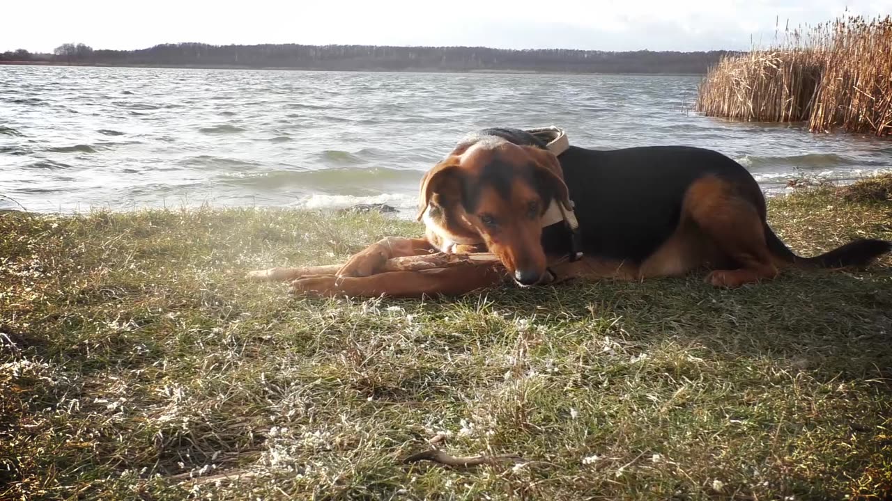 A dogwalk at the lake in 2016