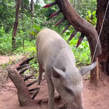 “Wilderness Survival 101 – Skills to Stay Alive in the Wild 🌲🔥”