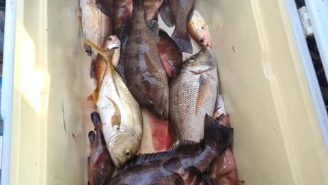 Fishing 🎣 Trip