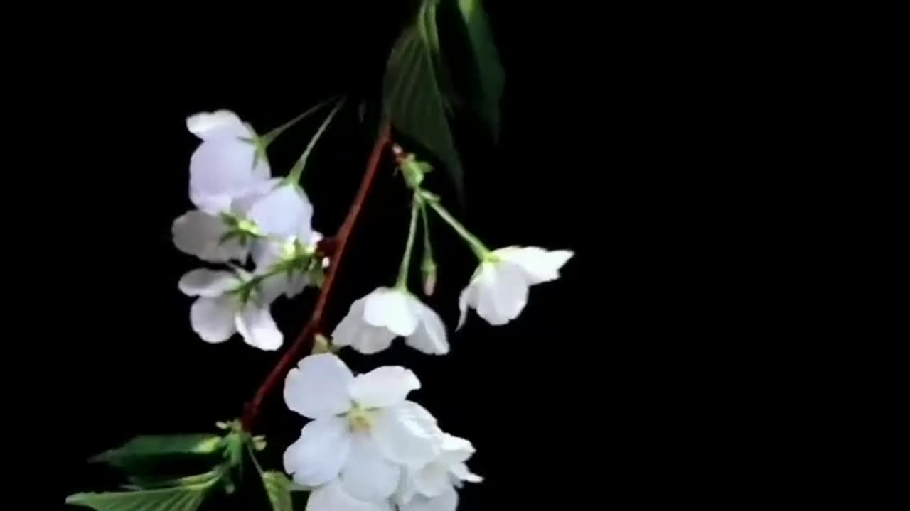 Meditation sleep