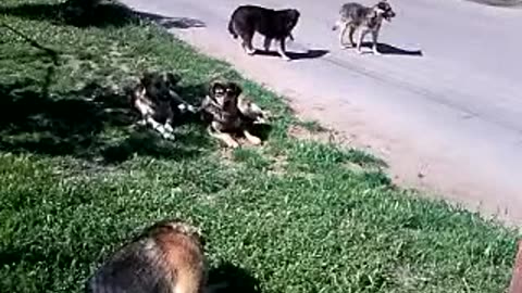Why Dogs Are Man's Best Friend: Heartwarming Moments You Can't Miss
