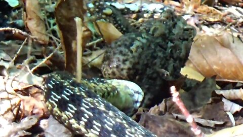 Snake eating a Toad