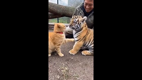 Funny Cat vs Tiger 😹