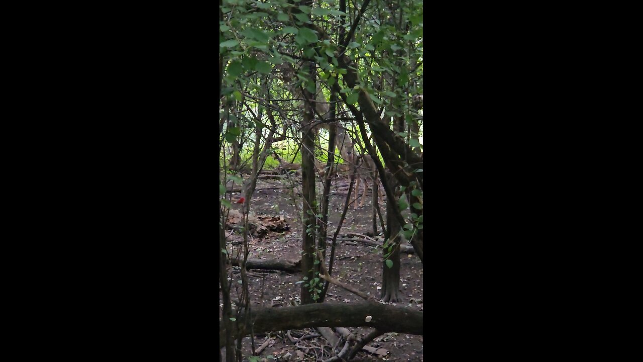 4 Deer, an Entire Herd in the Woods