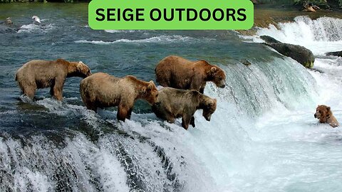 Katmai National Park Bear Feeding LiveStream