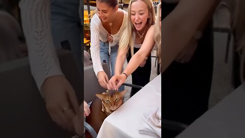 Funny Animals #funnyanimals #animals #pets #shorts