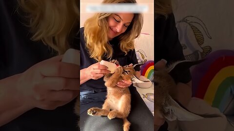 The woman thought shed save the kitten and it turned out to be karakal