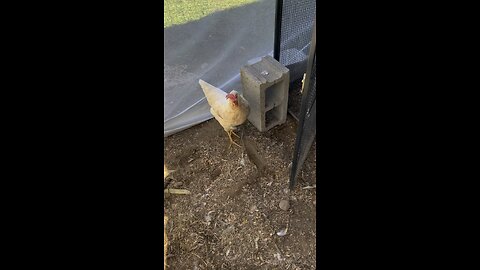 Hen house