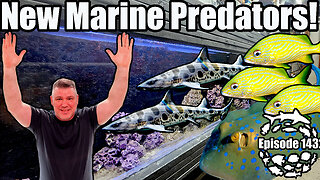 New Marine Predator Fish, Shark Tank Makeover with Eel Cave & the Mangrove Estuary Scape Complete!