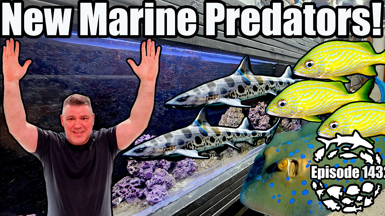 New Marine Predator Fish, Shark Tank Makeover with Eel Cave & the Mangrove Estuary Scape Complete!